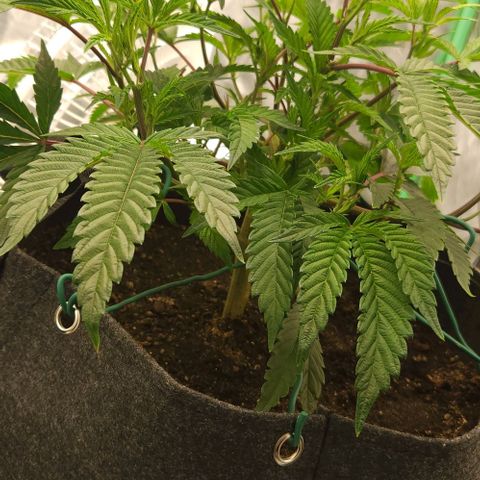 Purple Fuel, Top G, Purple G growlog timeline photo