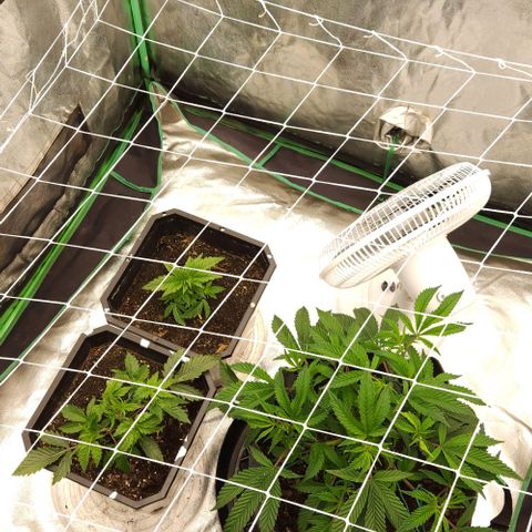 Purple Fuel, Top G, Purple G growlog timeline photo