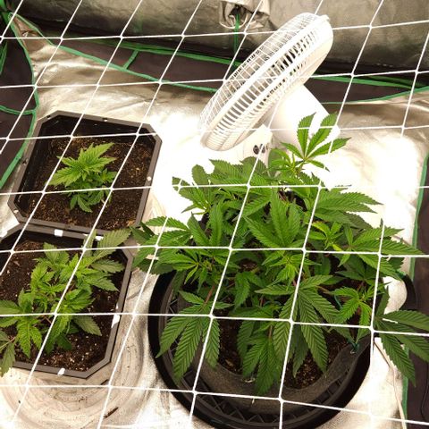 Purple Fuel, Top G, Purple G growlog timeline photo