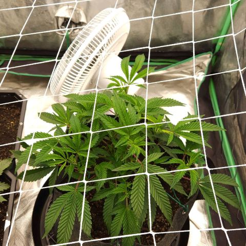 Purple Fuel, Top G, Purple G growlog timeline photo