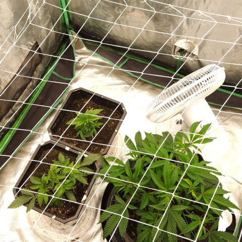 Purple Fuel, Top G, Purple G growlog timeline photo