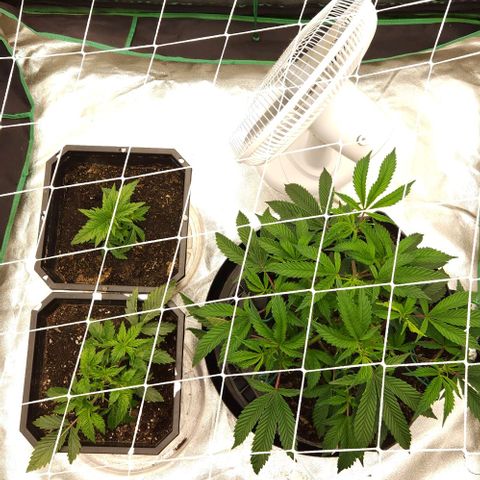 Purple Fuel, Top G, Purple G growlog timeline photo