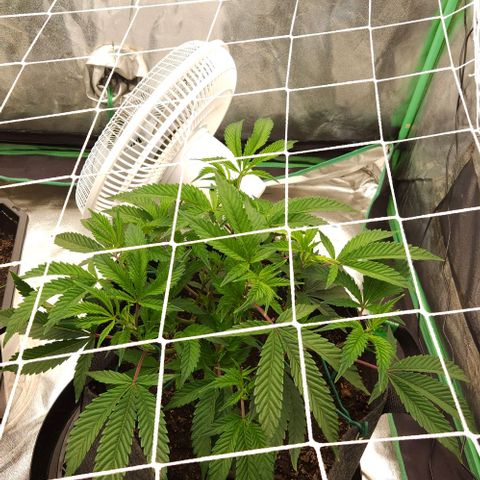 Purple Fuel, Top G, Purple G growlog timeline photo