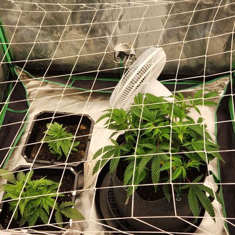 Purple Fuel, Top G, Purple G growlog timeline photo