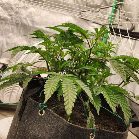 Purple Fuel, Top G, Purple G growlog timeline photo