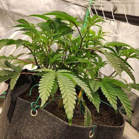 Purple Fuel, Top G, Purple G growlog timeline photo