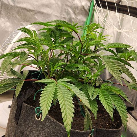 Purple Fuel, Top G, Purple G growlog timeline photo