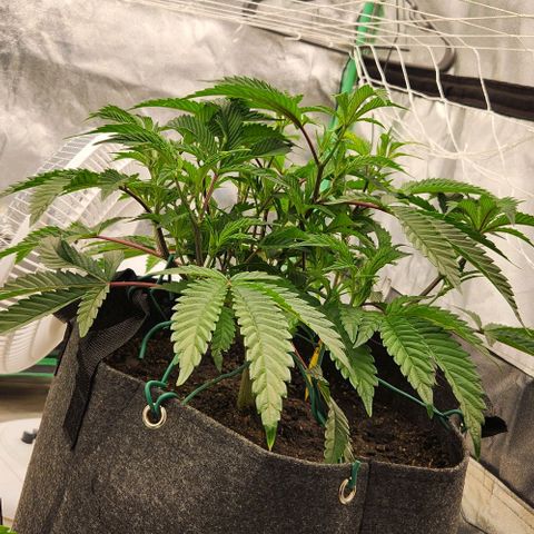 Purple Fuel, Top G, Purple G growlog timeline photo