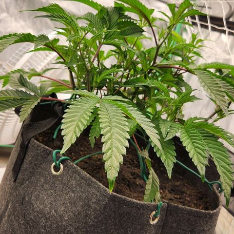 Purple Fuel, Top G, Purple G growlog timeline photo