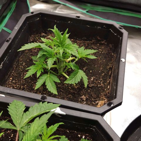Purple Fuel, Top G, Purple G growlog timeline photo