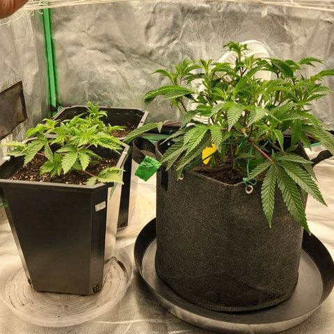 Purple Fuel, Top G, Purple G growlog timeline photo