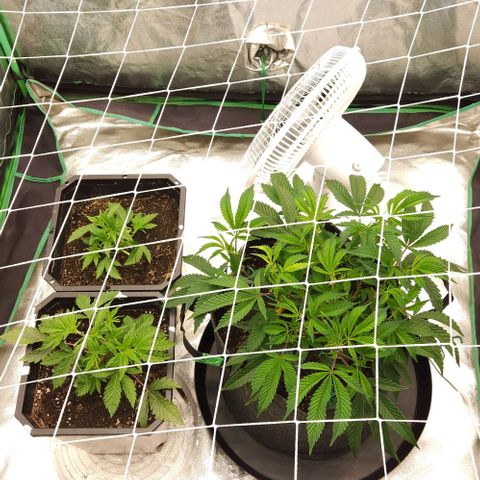 Purple Fuel, Top G, Purple G growlog timeline photo