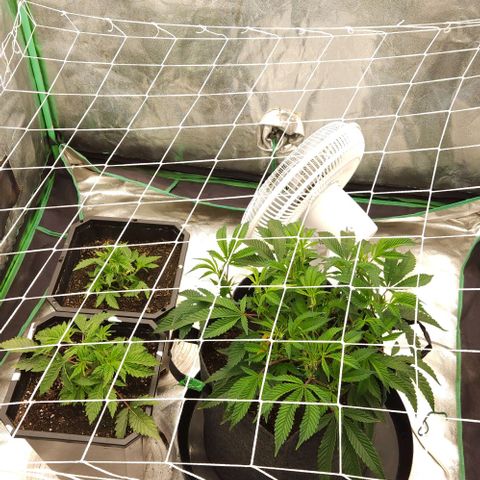 Purple Fuel, Top G, Purple G growlog timeline photo