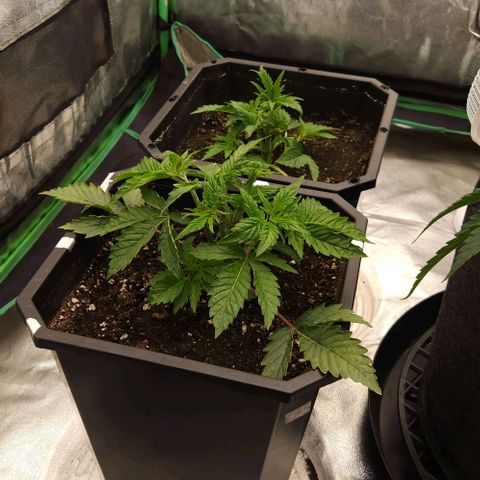 Purple Fuel, Top G, Purple G growlog timeline photo