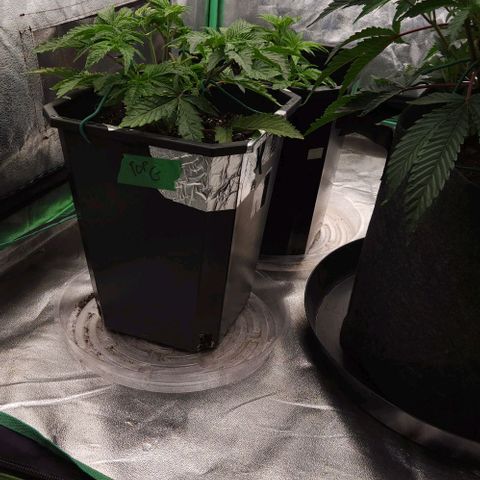 Purple Fuel, Top G, Purple G growlog timeline photo