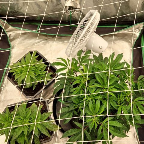 Purple Fuel, Top G, Purple G growlog timeline photo
