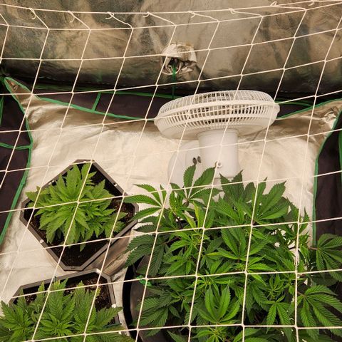 Purple Fuel, Top G, Purple G growlog timeline photo