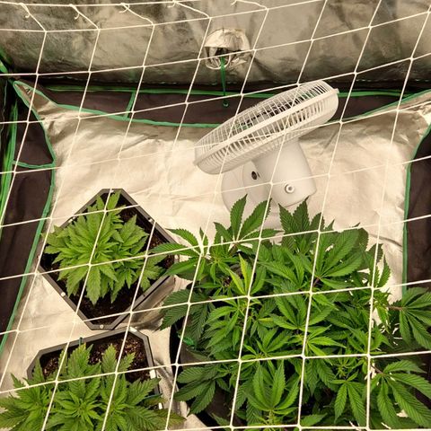 Purple Fuel, Top G, Purple G growlog timeline photo