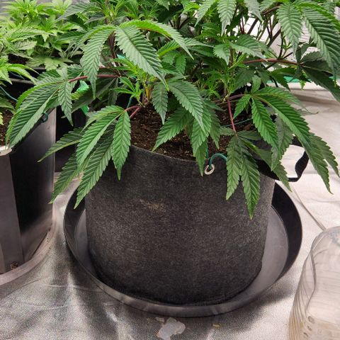 Purple Fuel, Top G, Purple G growlog timeline photo