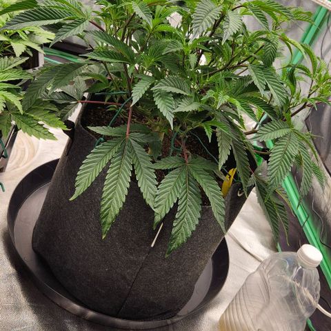 Purple Fuel, Top G, Purple G growlog timeline photo