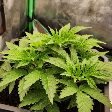 Purple Fuel, Top G, Purple G growlog timeline photo