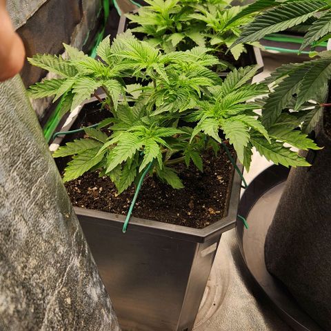 Purple Fuel, Top G, Purple G growlog timeline photo
