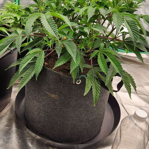 Purple Fuel, Top G, Purple G growlog timeline photo