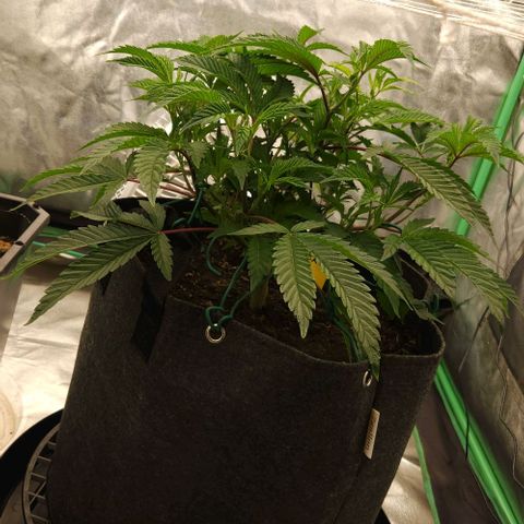 Purple Fuel, Top G, Purple G growlog timeline photo