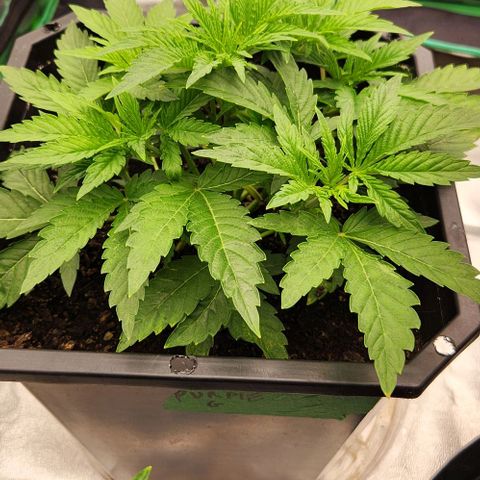 Purple Fuel, Top G, Purple G growlog timeline photo