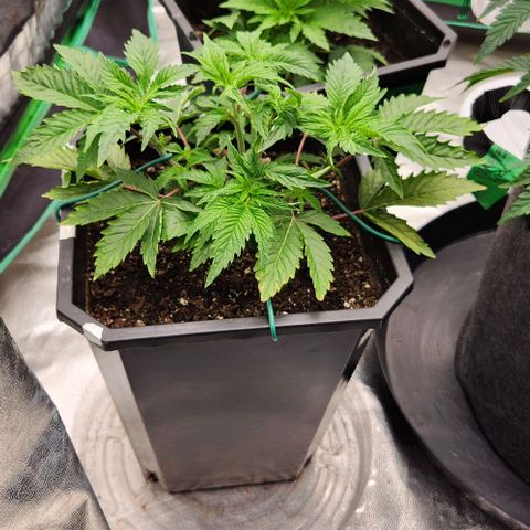 Purple Fuel, Top G, Purple G growlog timeline photo