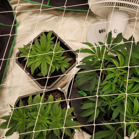 Purple Fuel, Top G, Purple G growlog timeline photo