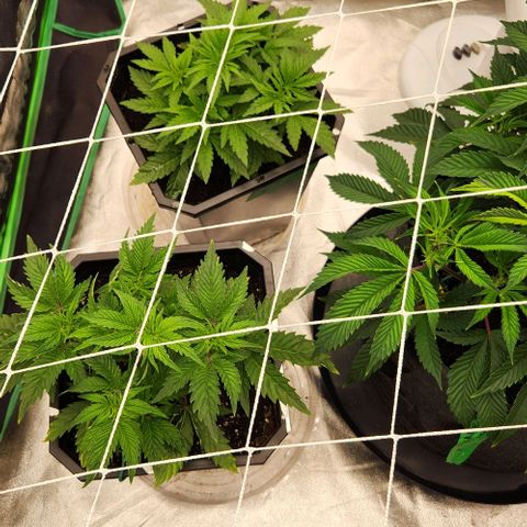 Purple Fuel, Top G, Purple G growlog timeline photo