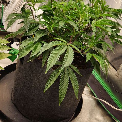 Purple Fuel, Top G, Purple G growlog timeline photo