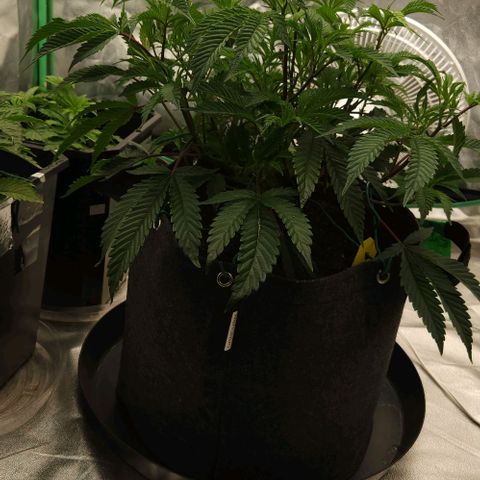 Purple Fuel, Top G, Purple G growlog timeline photo