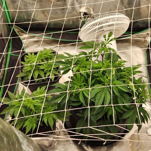 Purple Fuel, Top G, Purple G growlog timeline photo