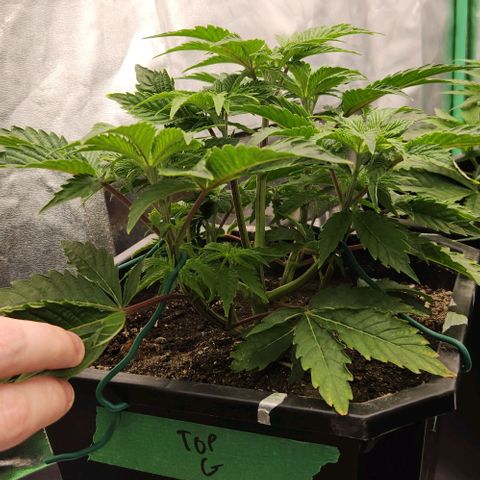 Purple Fuel, Top G, Purple G growlog timeline photo