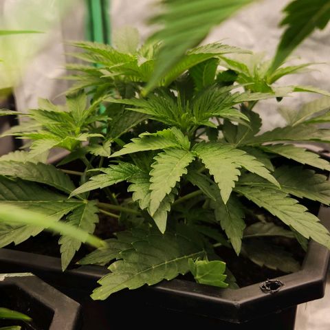 Purple Fuel, Top G, Purple G growlog timeline photo