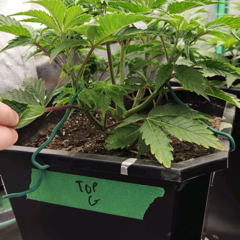 Purple Fuel, Top G, Purple G growlog timeline photo