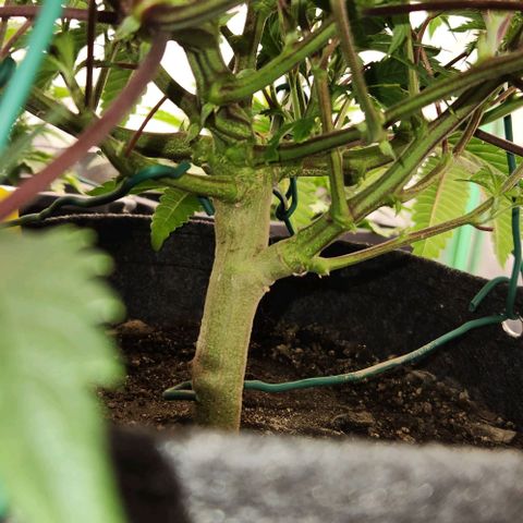 Purple Fuel, Top G, Purple G growlog timeline photo