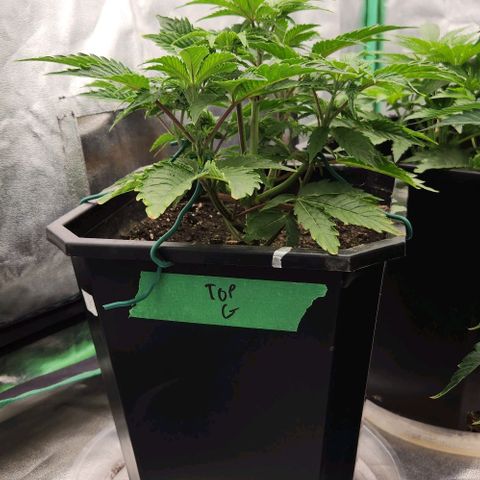 Purple Fuel, Top G, Purple G growlog timeline photo
