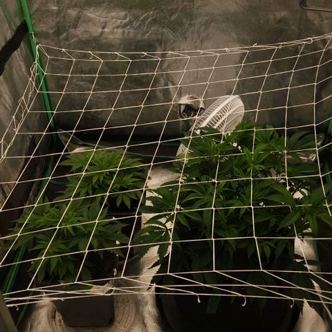 Purple Fuel, Top G, Purple G growlog timeline photo