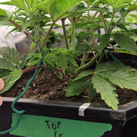 Purple Fuel, Top G, Purple G growlog timeline photo