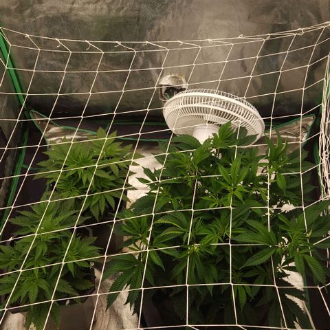 Purple Fuel, Top G, Purple G growlog timeline photo