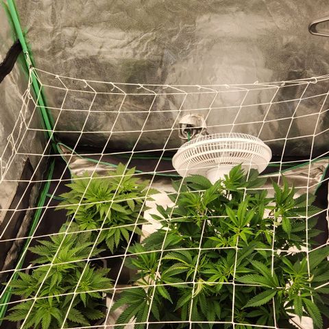 Purple Fuel, Top G, Purple G growlog timeline photo