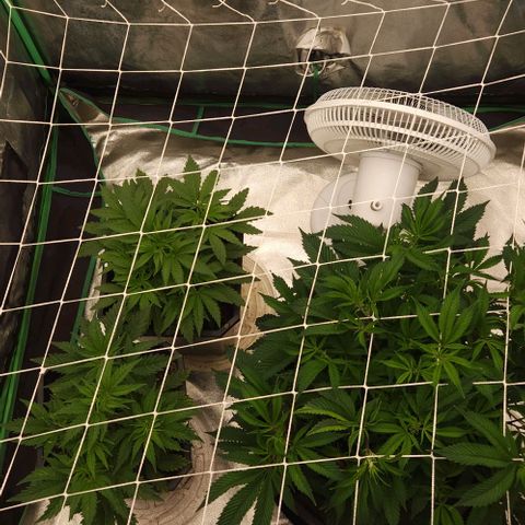 Purple Fuel, Top G, Purple G growlog timeline photo