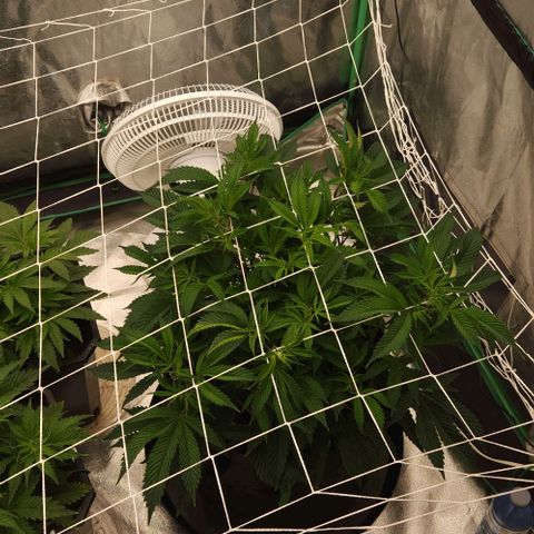 Purple Fuel, Top G, Purple G growlog timeline photo