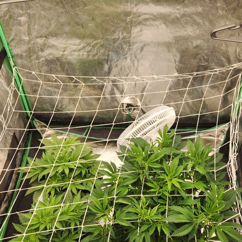 Purple Fuel, Top G, Purple G growlog timeline photo