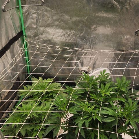 Purple Fuel, Top G, Purple G growlog timeline photo