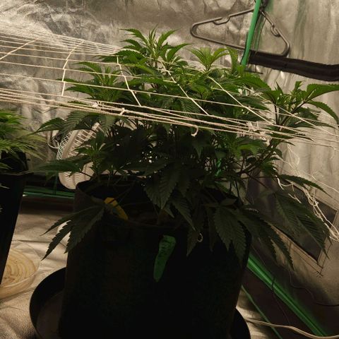 Purple Fuel, Top G, Purple G growlog timeline photo
