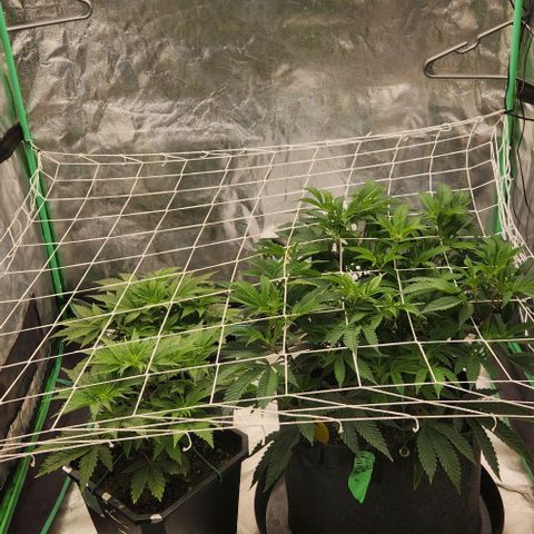 Purple Fuel, Top G, Purple G growlog timeline photo